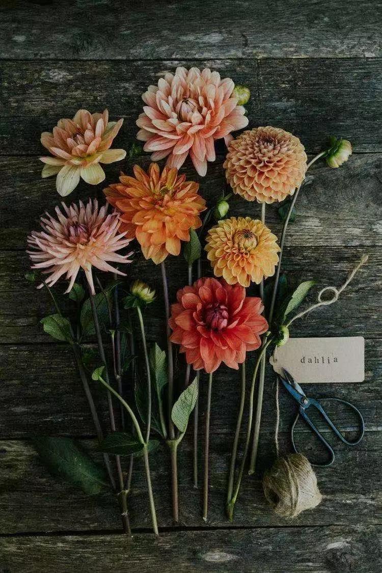 买花的套路和策略,买花的三个陷阱