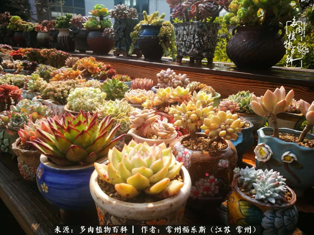 多肉是一处景物吗,多肉也有一道靓丽的风景