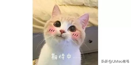 我们败了两款新型“猫*品毒**”孝敬主子，你猜哪种比较受猫欢迎？