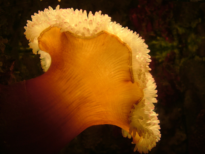 成都海底世界极地海洋馆照片,成都最出片的海洋馆