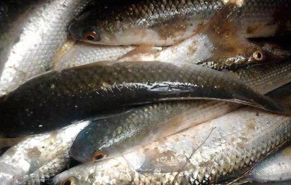 海肠海虹,海虹鲍鱼和海肠