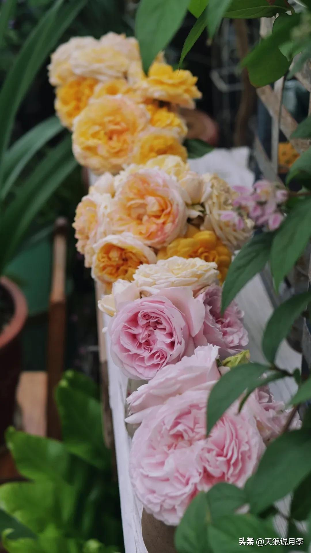 花友家的春花都开爆爆爆了，快来云赏花！（上）