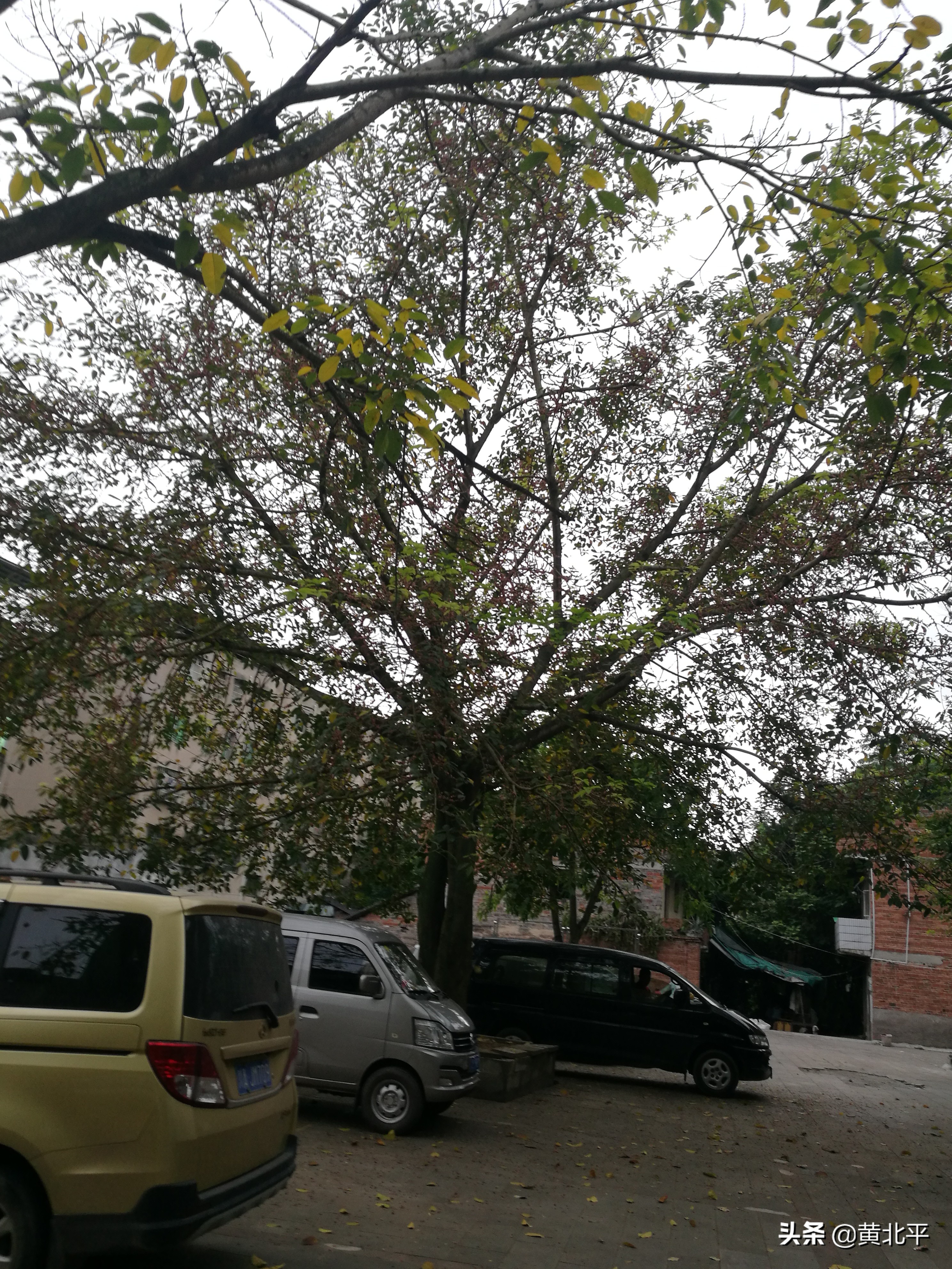 重庆市大足区龙石镇青山村,重庆市大足区龙石镇万福村