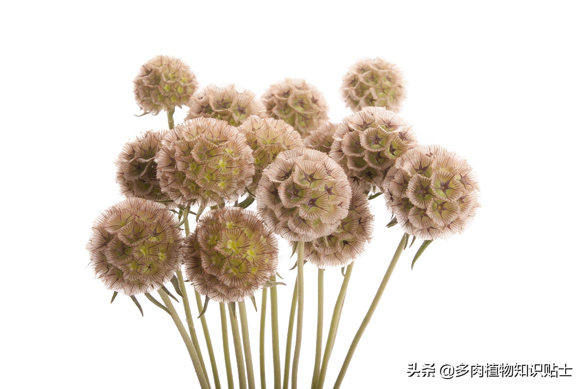 星花轮峰菊,星花轮峰菊图片大全