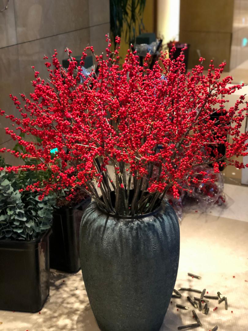 北美冬青诚信经营,北美冬青为什么这么贵