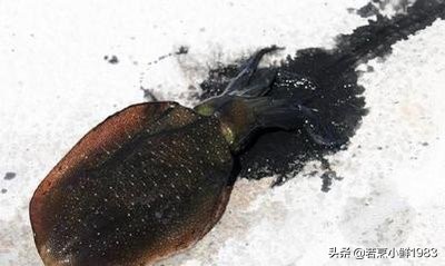 鱿鱼和墨鱼有什么区分呢,鱿鱼和墨鱼怎么样区分