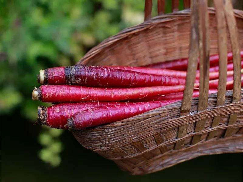 花青素甜脆萝卜,维c含量高的野果