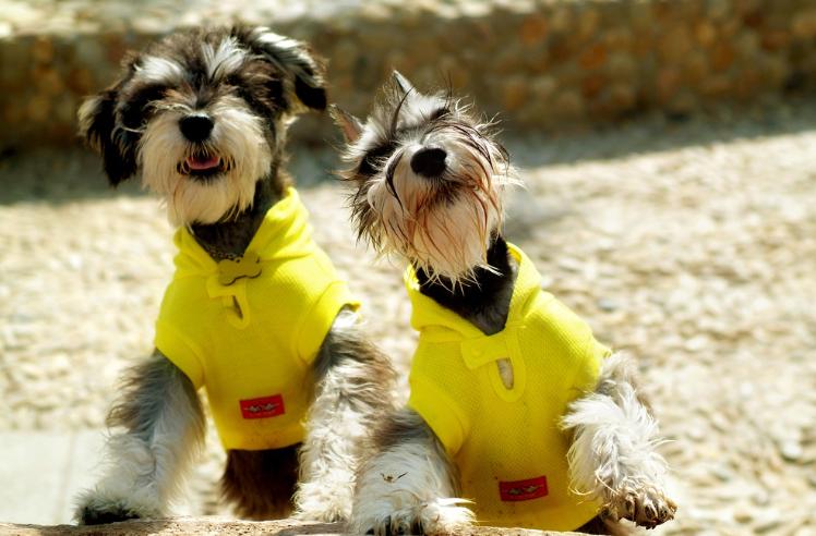 狗大便带血什么原因,狗尿中带血怎么回事