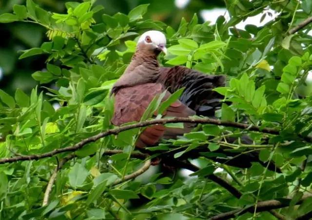 海南海里的特产动物,海南特有的珍稀动物