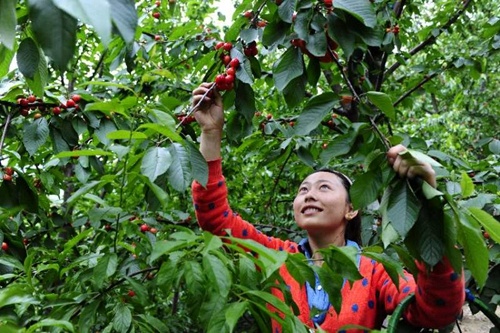 汶川甜樱桃种植,汶川早熟樱桃