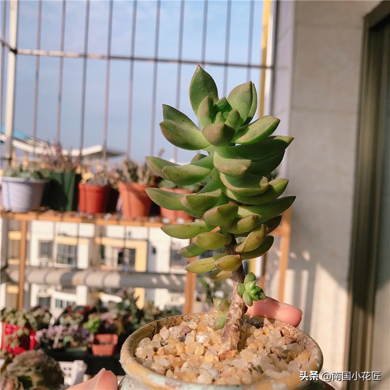 多肉花斑鹿变黄色,多肉徒长的会变成老桩么