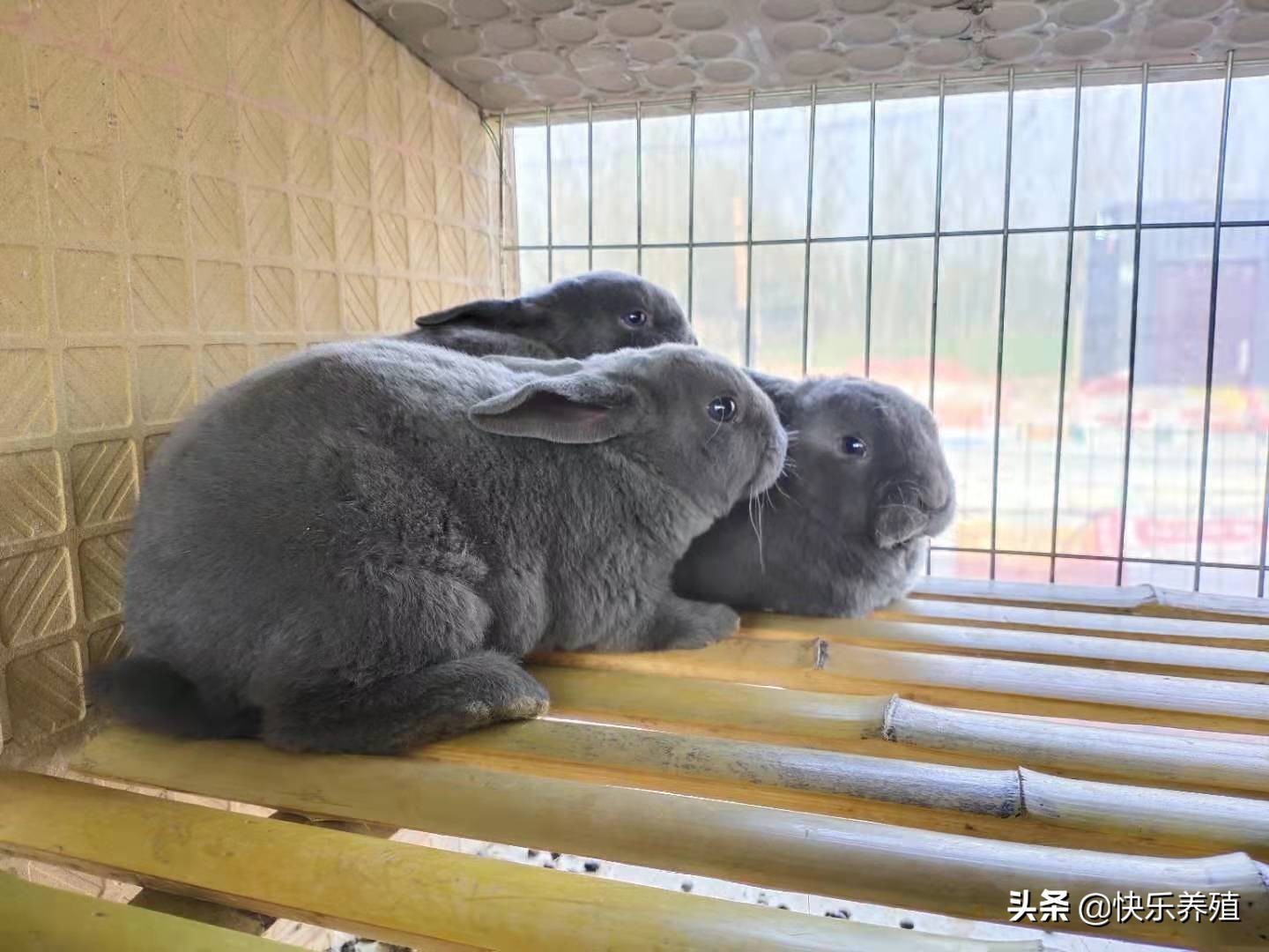 养兔应重点推广八项技术,养兔高手教你养兔七个技巧