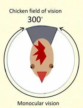 鸡戴眼镜有什么副作用,鸡到底该不该戴眼镜