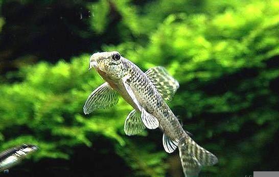 打开新世界之门,世界钓鱼之旅钓大鱼