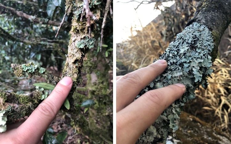 鸭屎香为什么这么难喝,鸭屎香哪里的最好喝