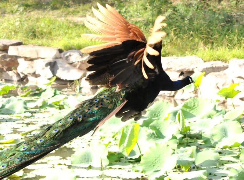 孔雀开屏美丽漂亮的舞视频,孔雀开屏秀