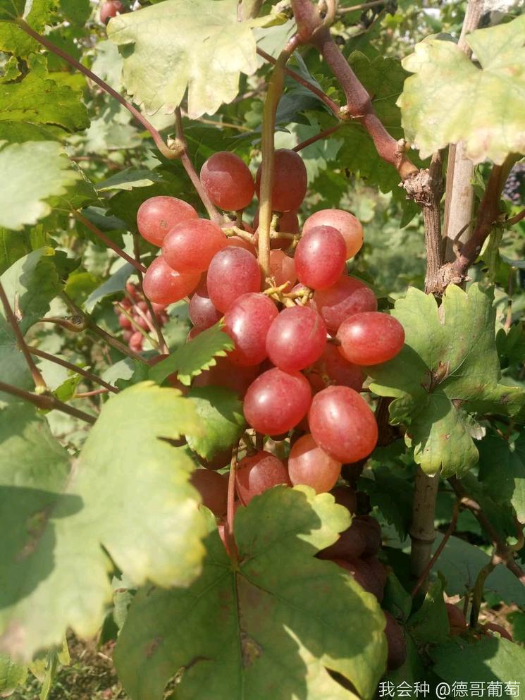 种植葡萄有哪些知识,种葡萄真的太难了