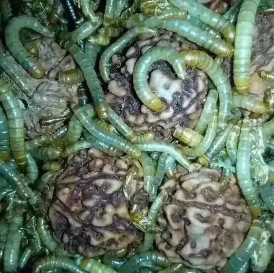 手串有白色小虫子,手串长虫子是什么原理