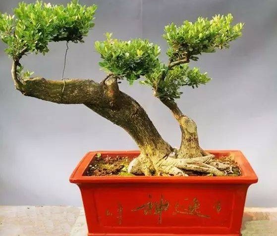 黄杨树种在家里禁忌,黄杨盆景