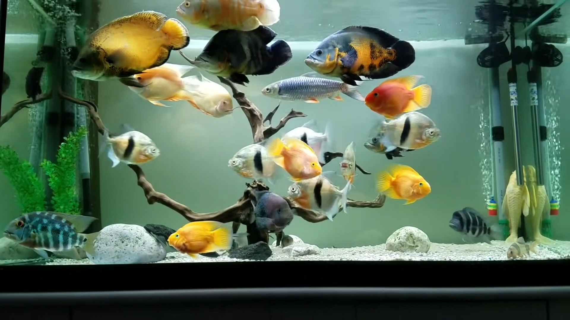 互动性最好的观赏鱼排名第一名,互动性最好的鱼排名