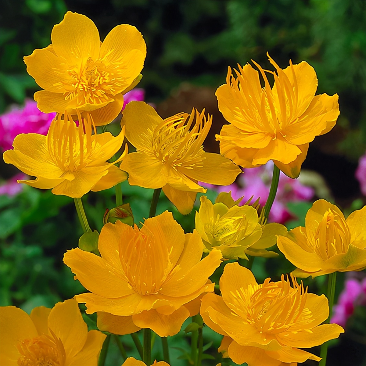 什么花适合送生日花,你的生日代表的花朵及寓意图片