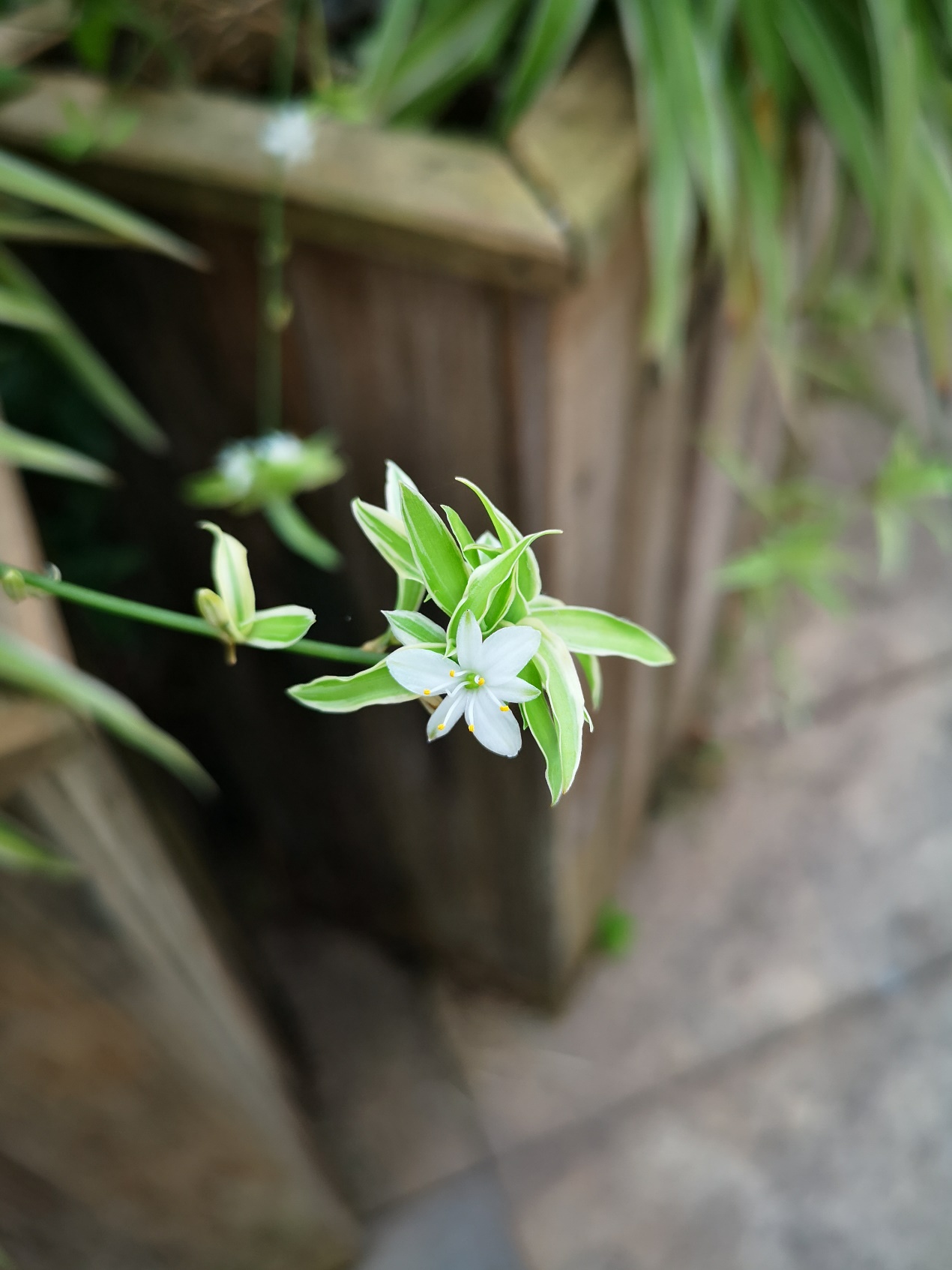 金边吊兰能净化空气吗,吊兰茉莉玫瑰哪个能净化空气