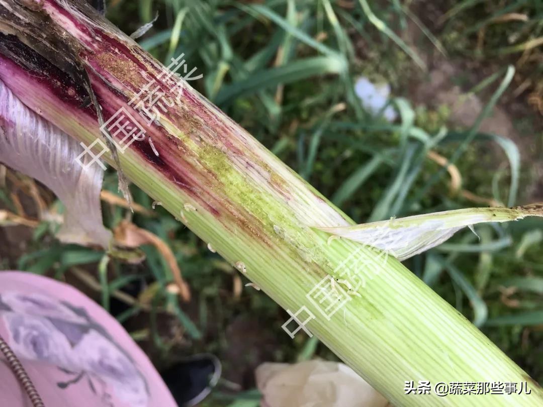 吡虫啉能防治大蒜蛆吗,大蒜根蛆的防治方法