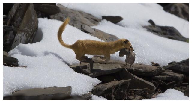 黄鼠狼是怎么打过来的,黄鼠狼为什么不敢打死呢