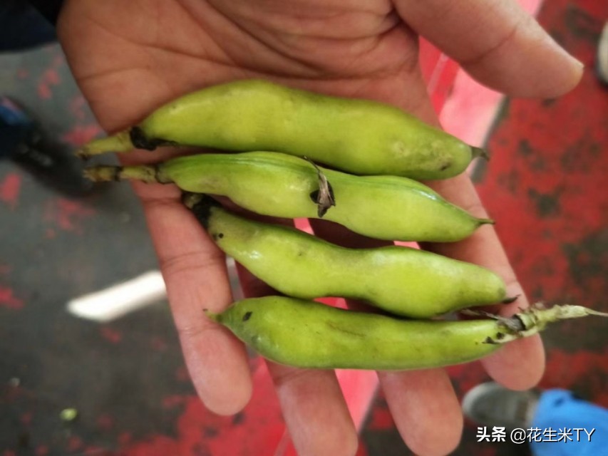 重庆双福今日国际果蔬批发价 (重庆双福11月蔬菜价格)