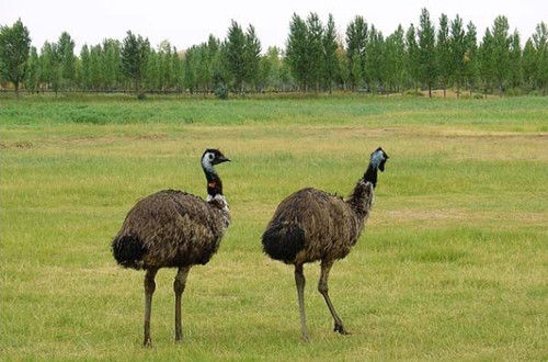 各种加盟创业骗局揭秘视频,加盟创业骗局大全视频讲解