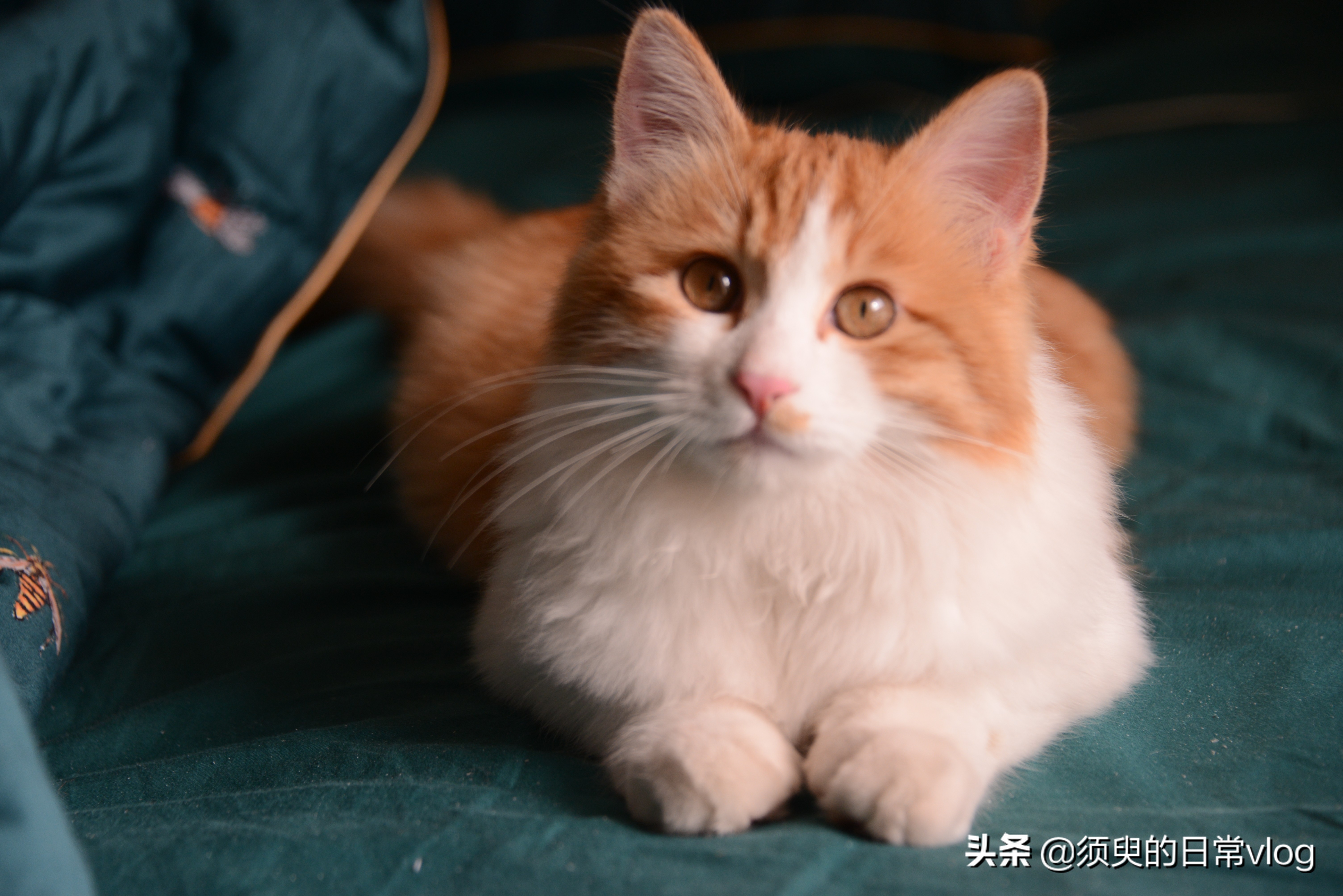 朋友的猫寄养在我家我的猫很凶,猫寄养在别人家有什么禁忌