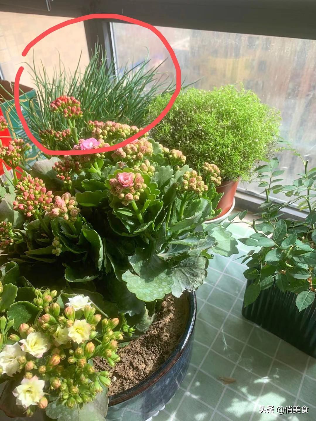 香葱和小葱的区别,春天买大葱和冬天买大葱怎么挑选