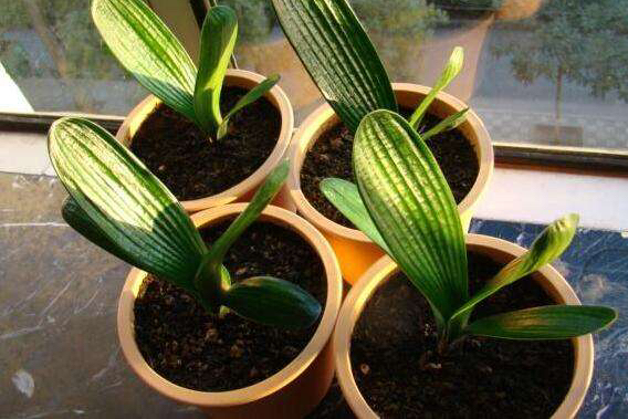 在给君子兰换盆时你的方法正确吗,君子兰换盆的最佳时间和方法图片