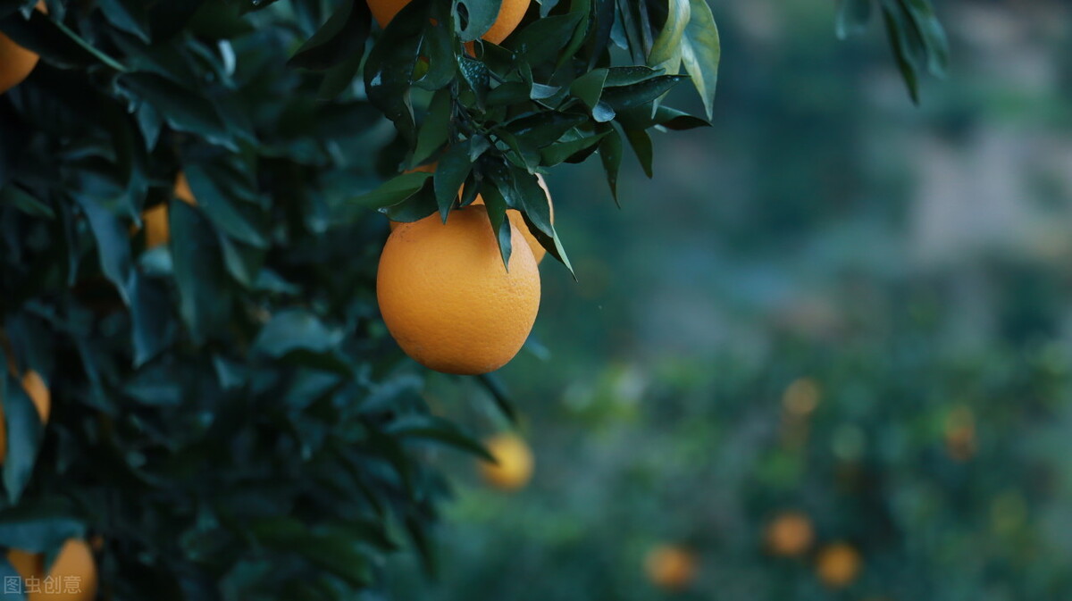 脐橙初期宣传文案,赣南脐橙营销推广语
