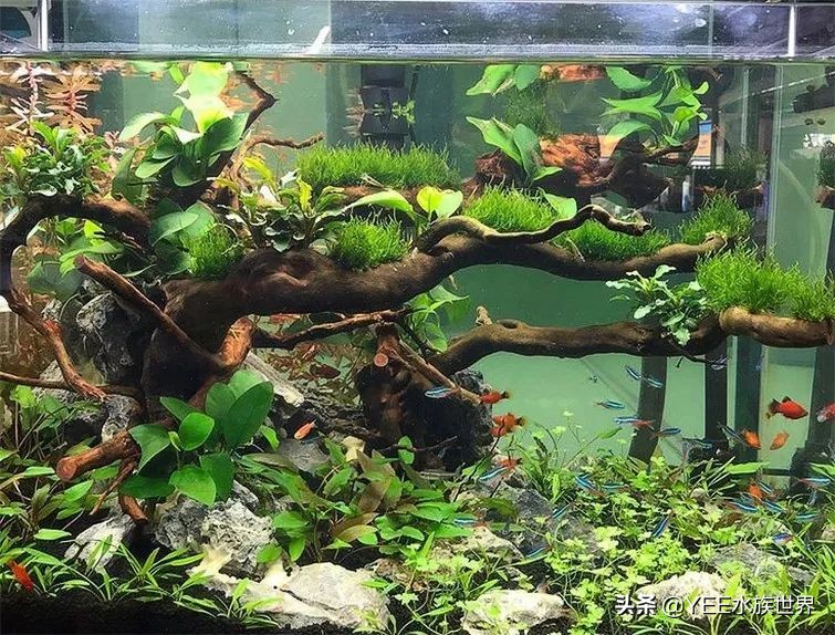 下了盐可以下硝化细菌吗,下了盐为什么会有那么多气泡