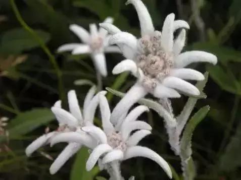 世界各国国花大开眼界美到爆,世界各国国花及国树