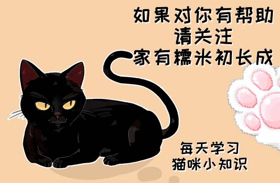 后院猫舍领养猫,养猫后院