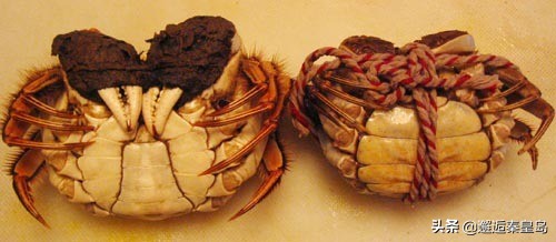 小溪里面的螃蟹如何判断公母,十几厘米的小螃蟹怎么分辨公母