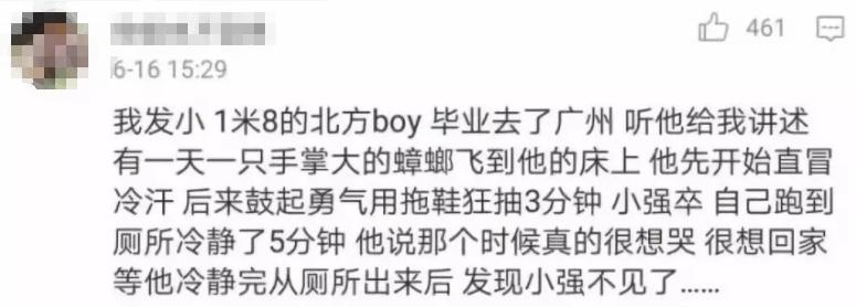 巨型蟑螂南方大蟑螂,广东巨型蟑螂和北方蟑螂对话