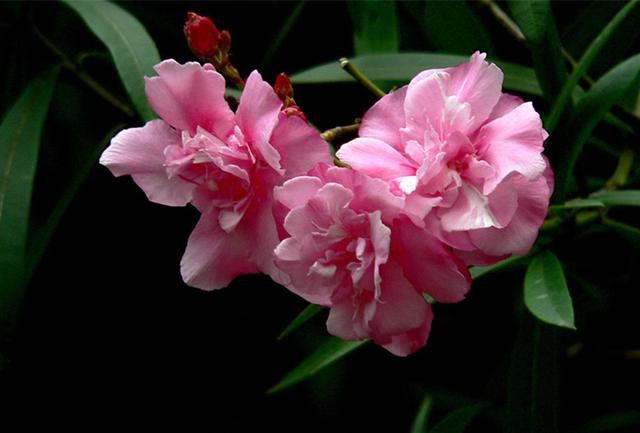 有毒的夹竹桃为什么还这么受欢迎 (夹竹桃是什么地方有毒)