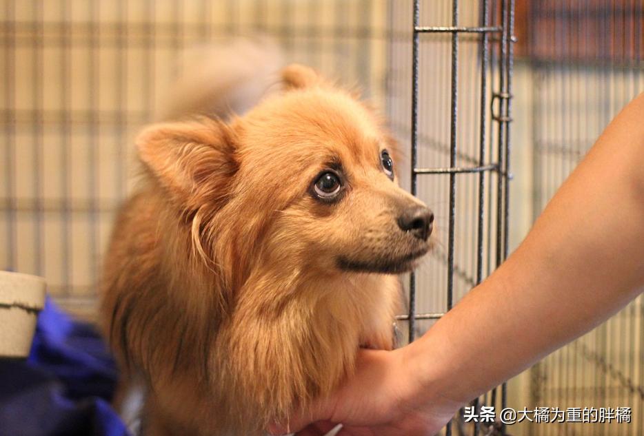 博美为啥脾气暴躁爱咬人,博美性格暴躁吗