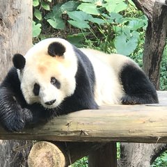 长隆野生动物世界营业时间,广州长隆野生动物园要玩多久