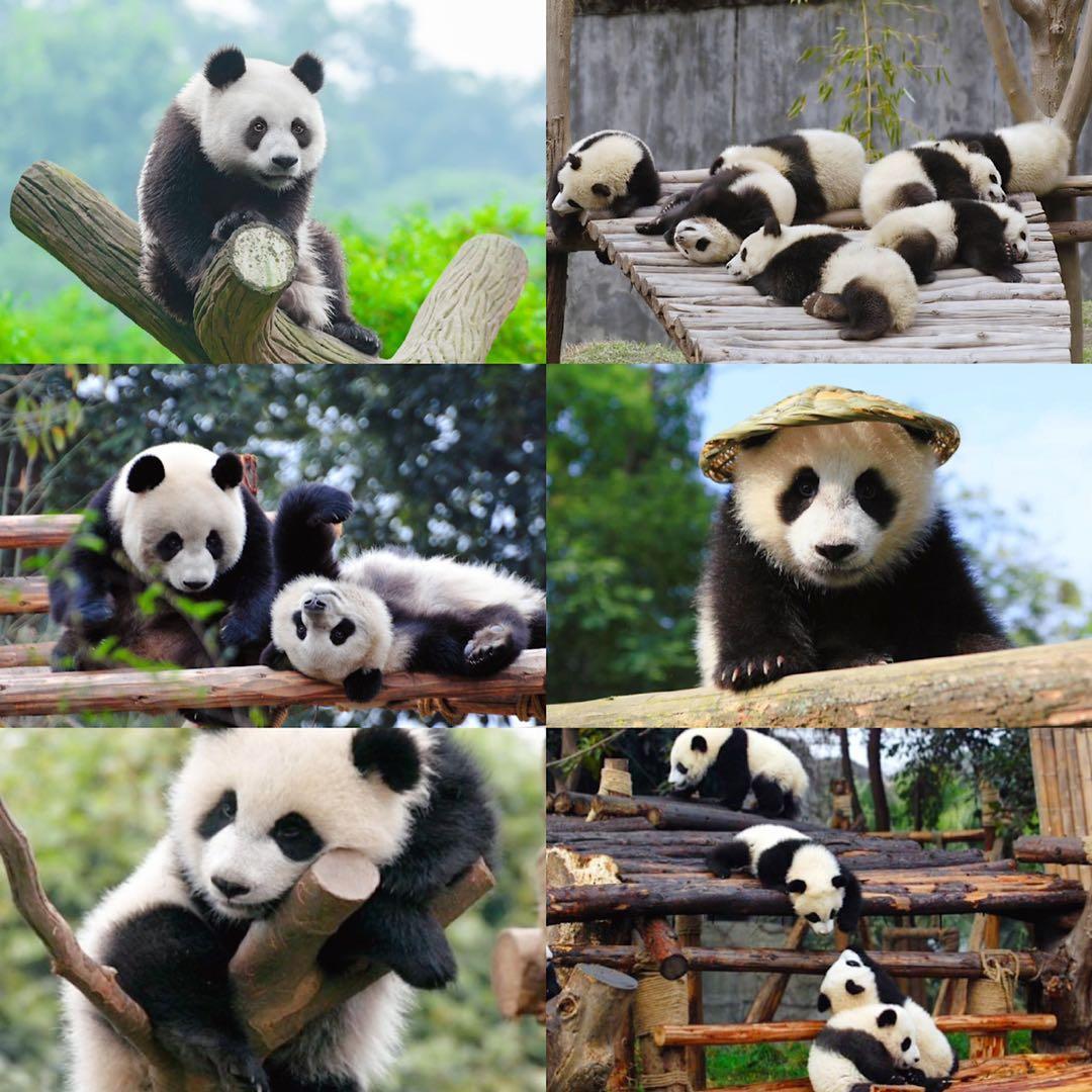 熊猫来永庆坊,鹰潭大熊猫