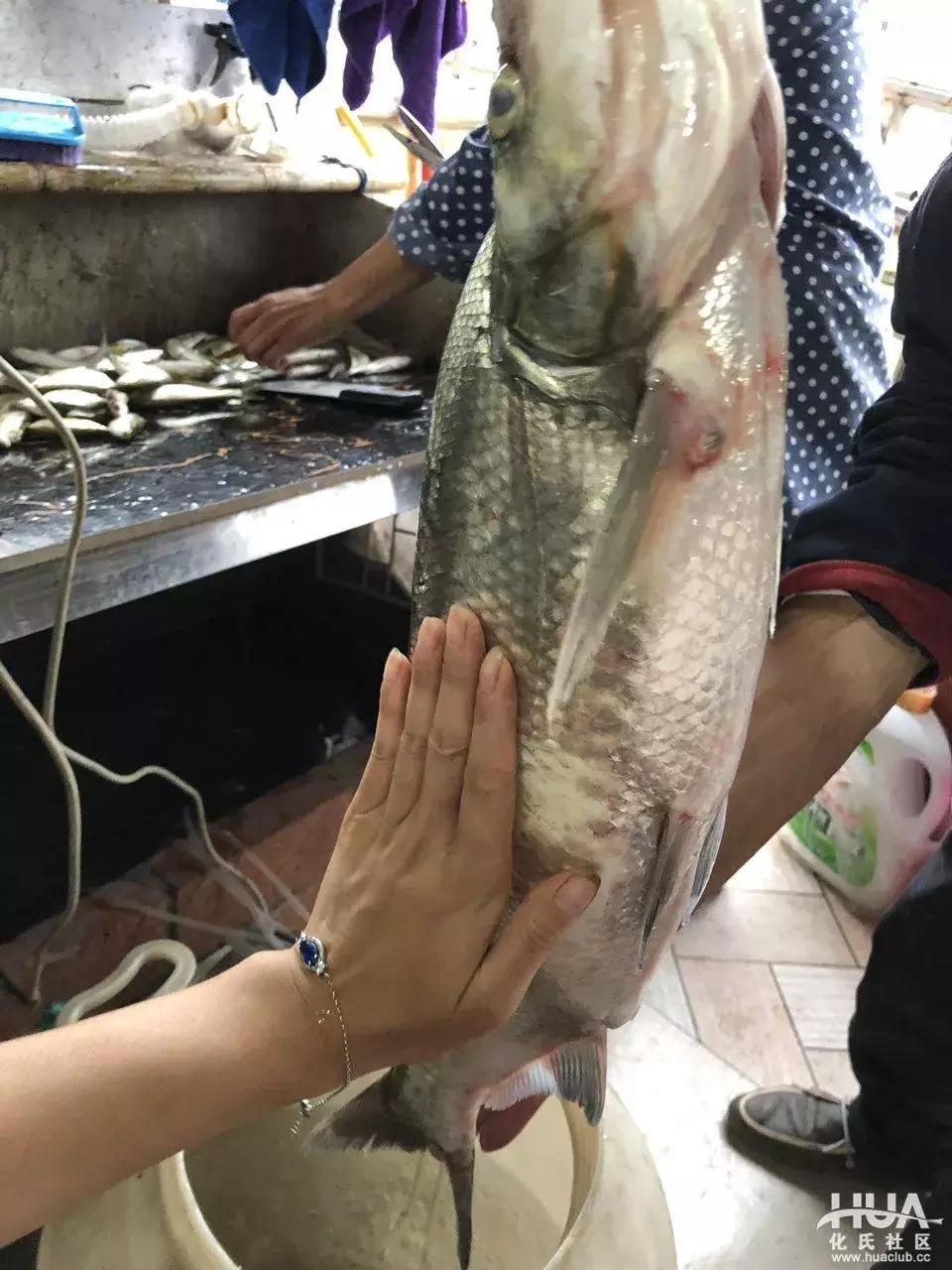 空钩钓上来鱼有什么寓意,路亚空钩上鱼