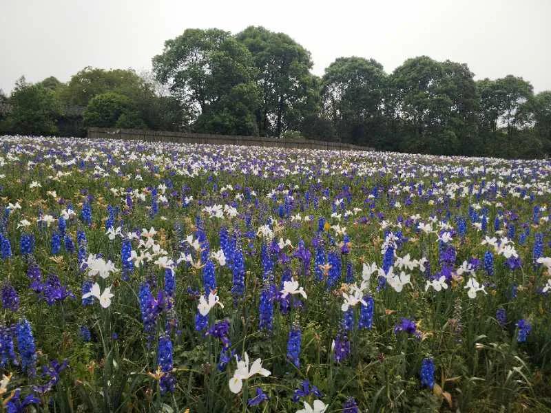 五一花海门票特惠团购,五一花海门票免费送