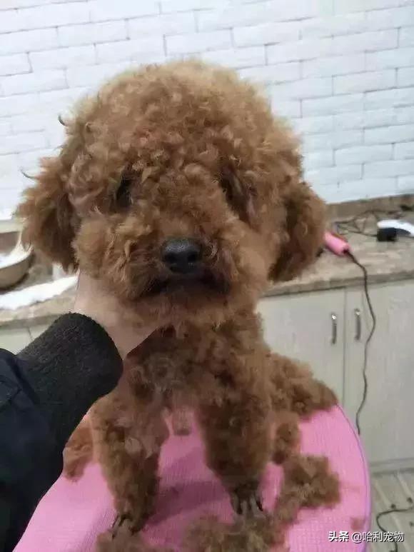 我家小泰迪有点八字腿,我家的小泰迪眼睛黑溜溜