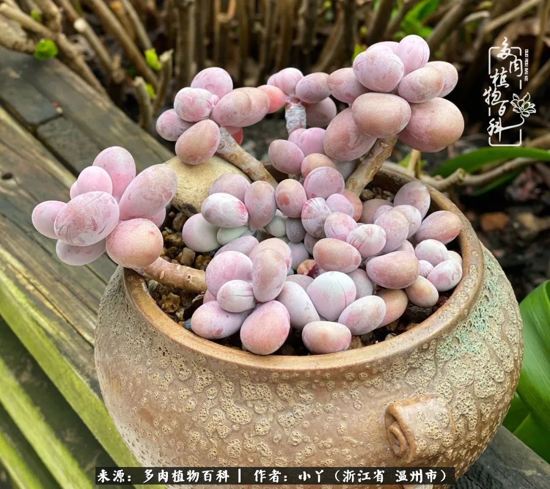 祖上无院家里无矿，一腔浪漫情怀付诸楼顶造花