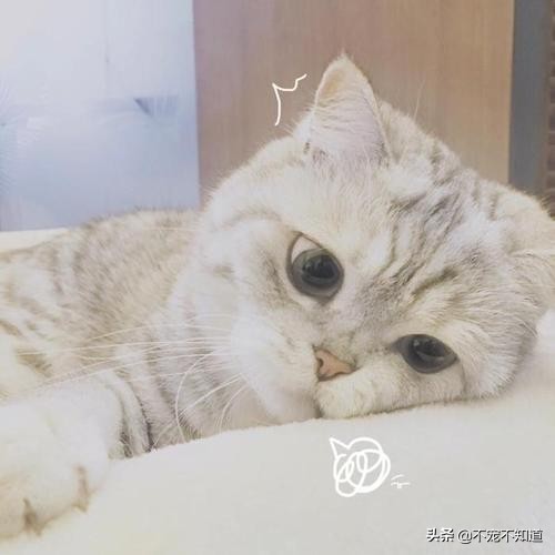 猫咪乱尿太烦人听听医生怎么说,猫咪绝育后还是乱尿怎么回事