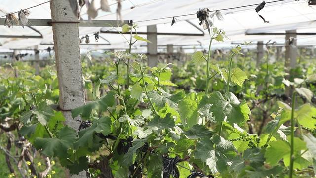 种植葡萄的基本知识,种植最好的葡萄需要哪些条件