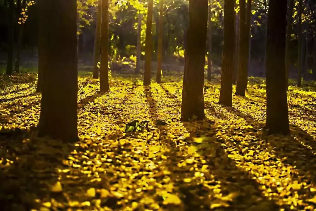 喀什叶城县哪里白杨树比较多,喀什白杨苗
